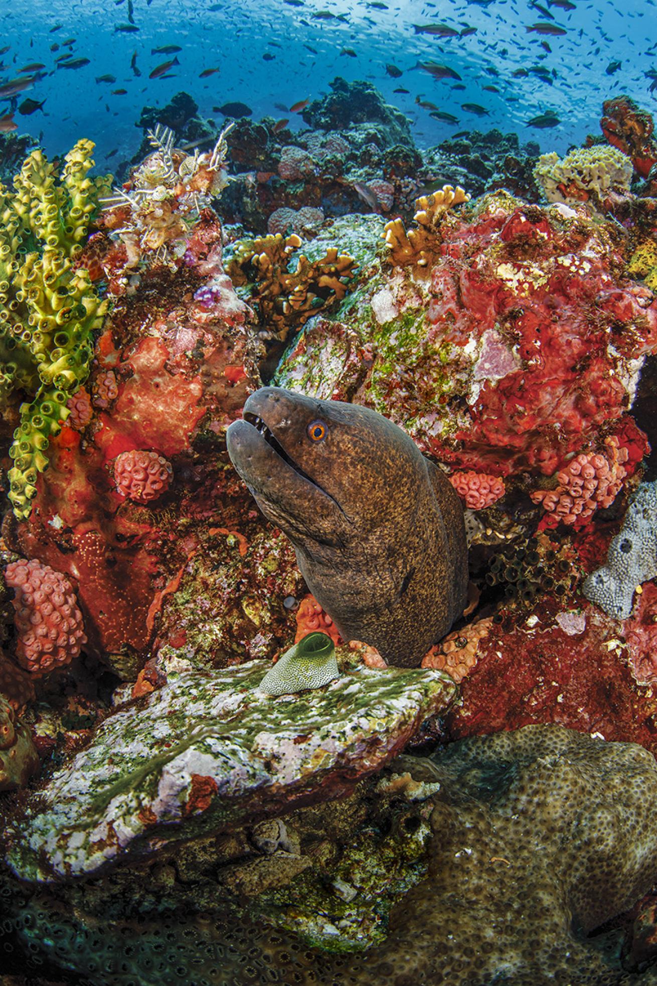Moray Eel Komodo Indonesia 