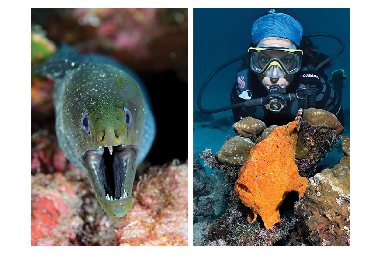 Underwater Animals Cocos Island