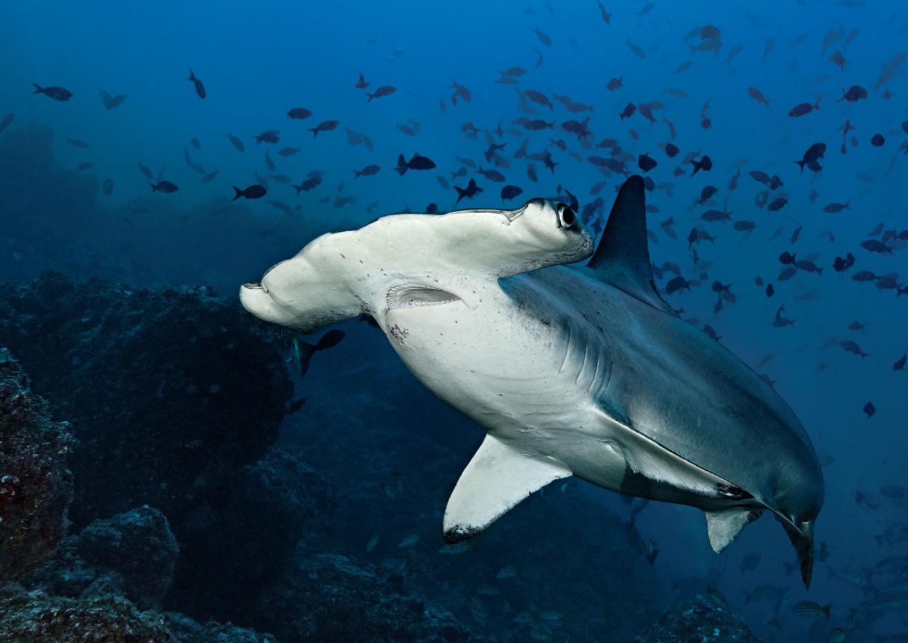 Scalloped Hammerhead Shark Cocos Island
