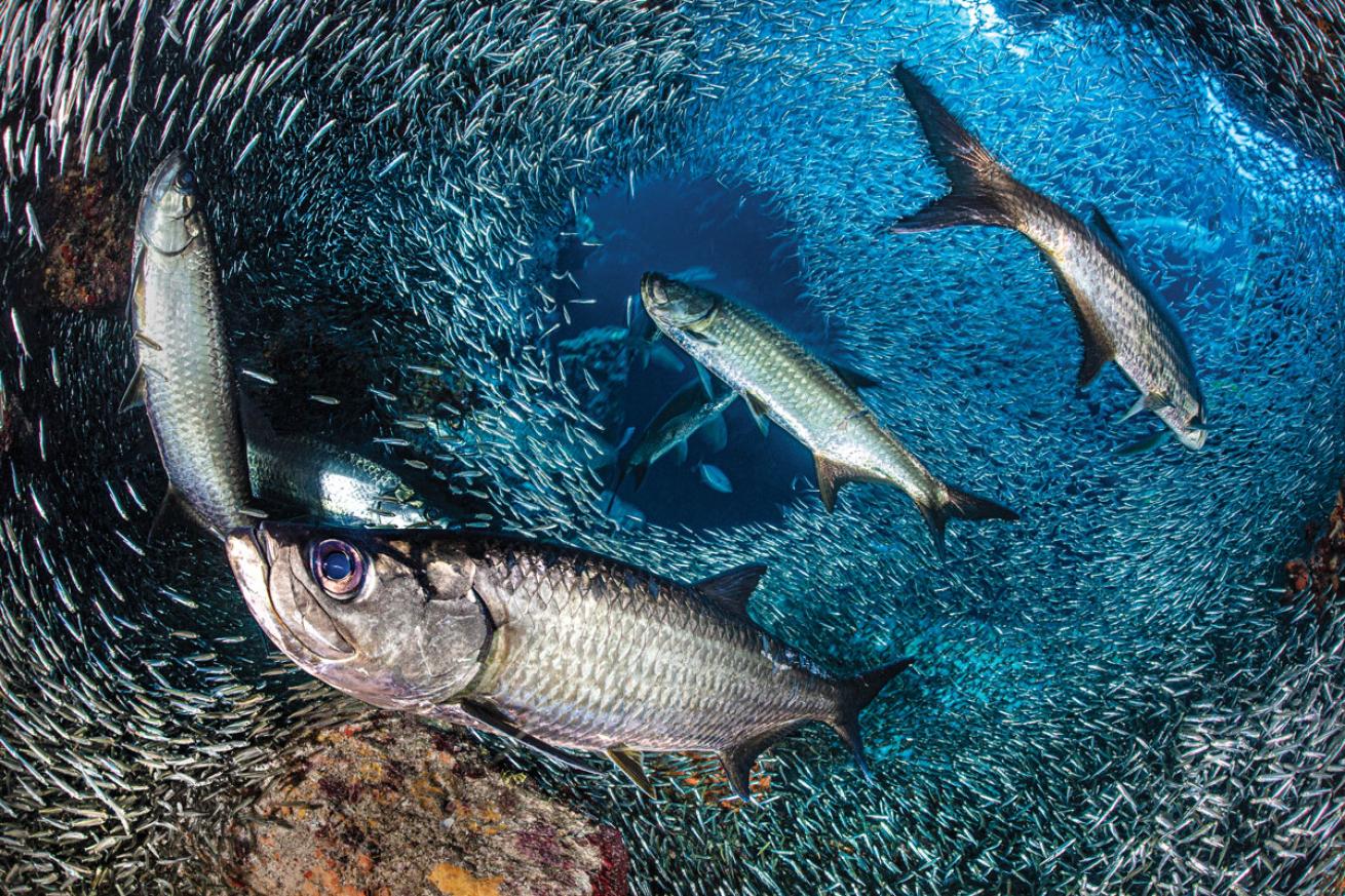 Tarpon in Grand Cayman