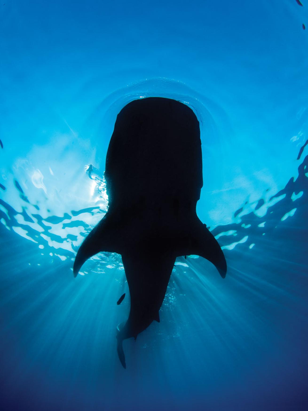 Whale Shark in Mexico