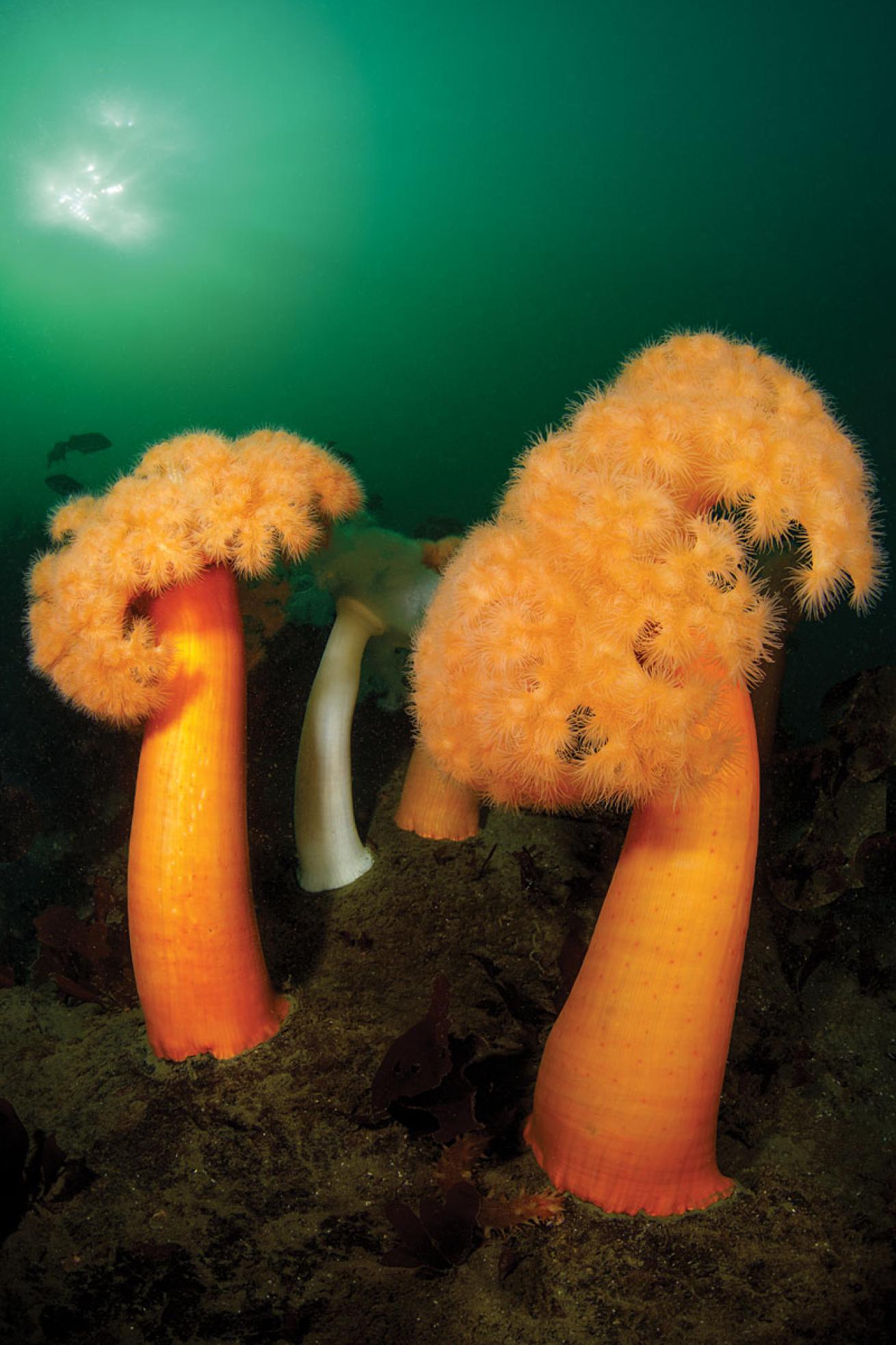 Plumose Anemones California