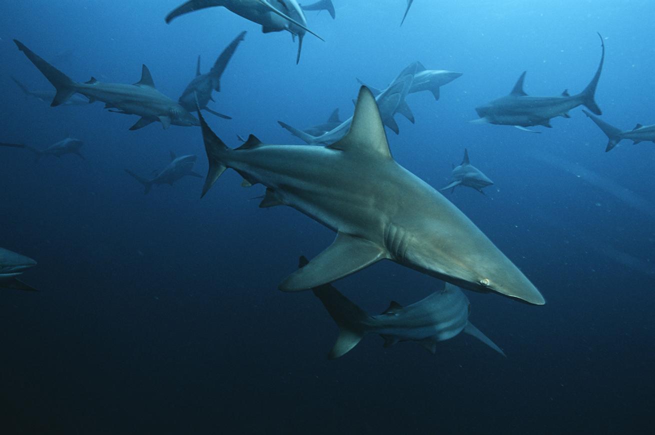 Blacktip Sharks South Africa