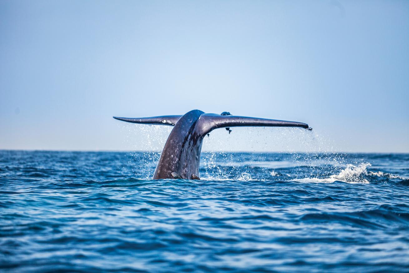 Blue Whale Fluke Sri Lanka