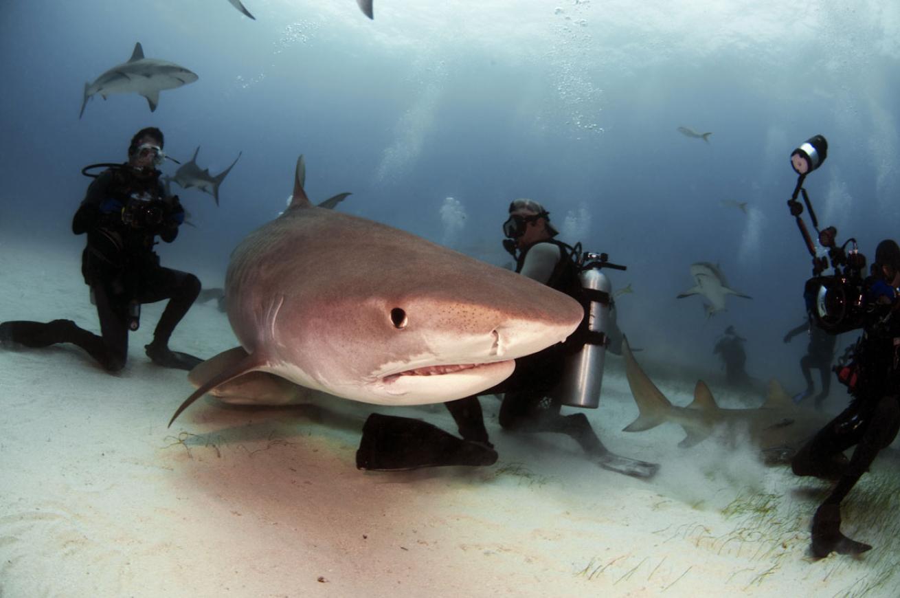 Sharks and Divers Underwater