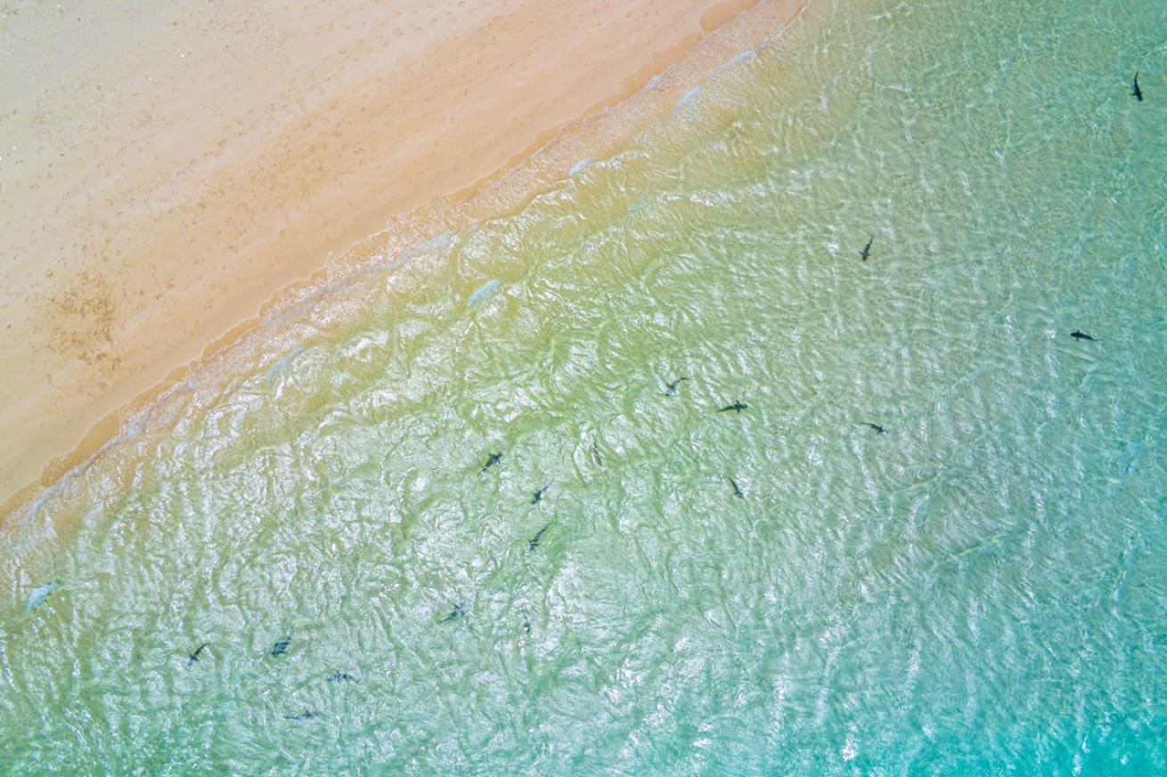 Reef Sharks Close to Shore