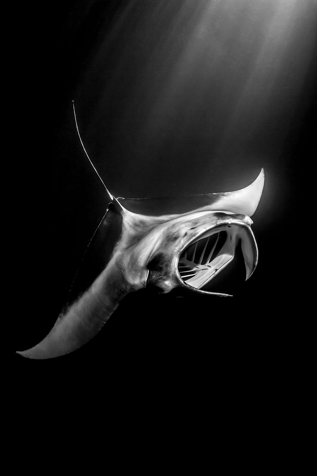 Manta Ray in Maldives