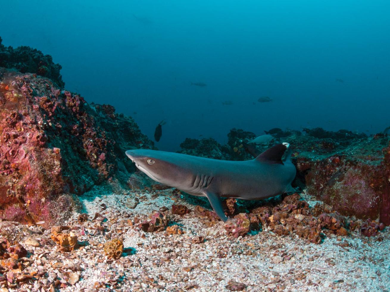Whitetip Reef Shark Costa Rica