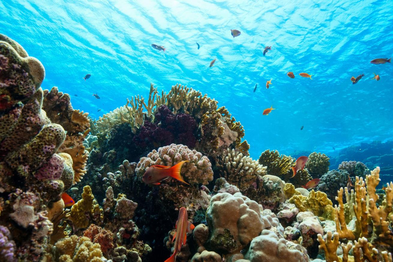 Coral Reef Red Sea