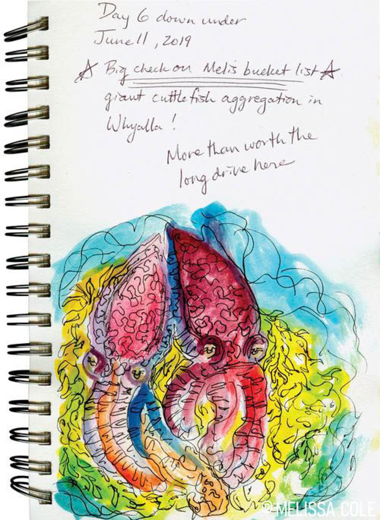 Cuttlefish Sketch