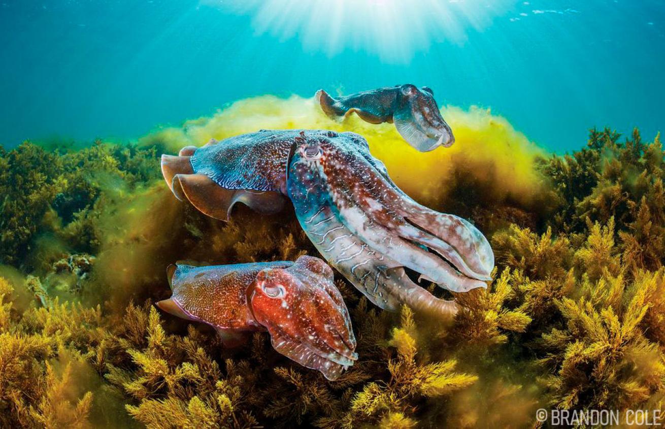 Giant Australian Cuttlefish