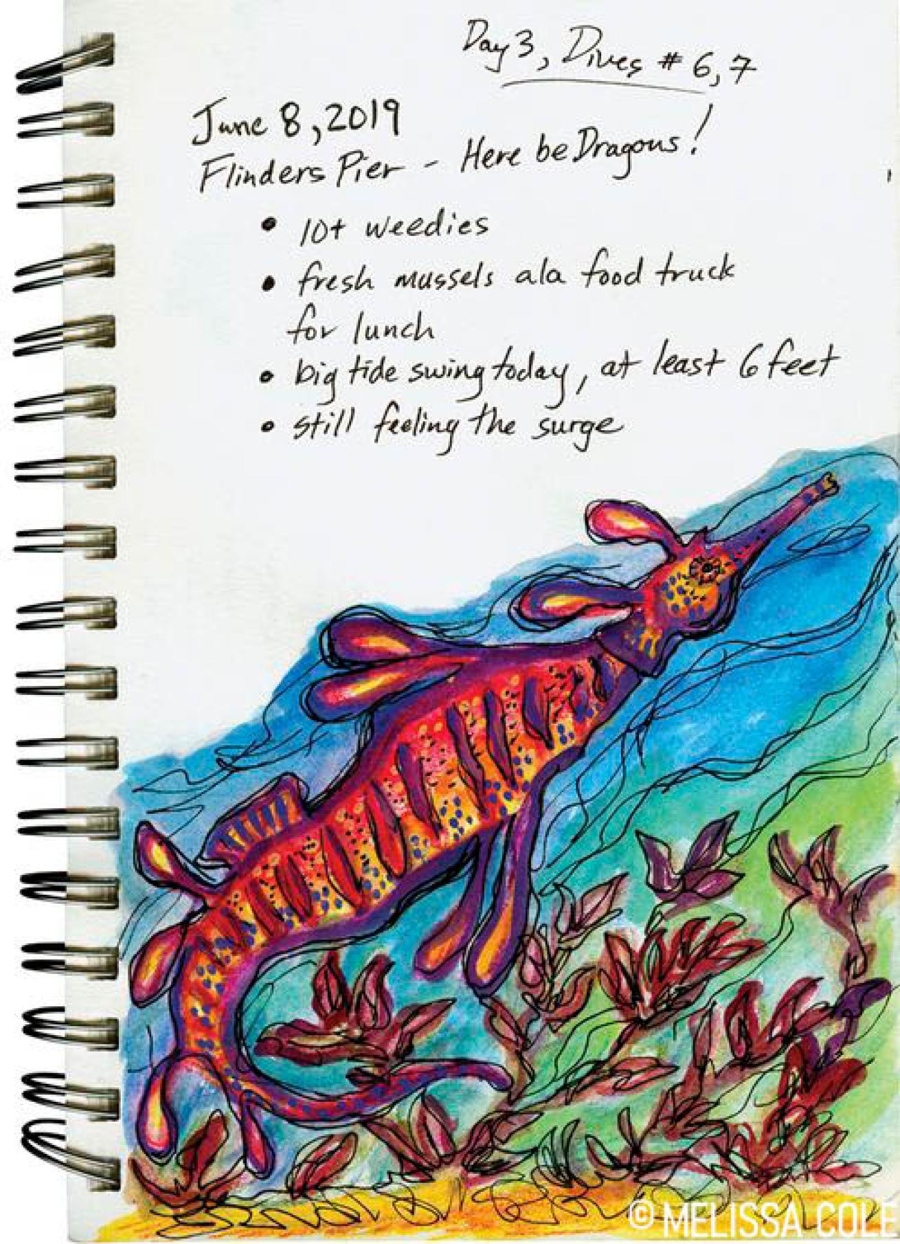 Weedy Seadragon Illustration