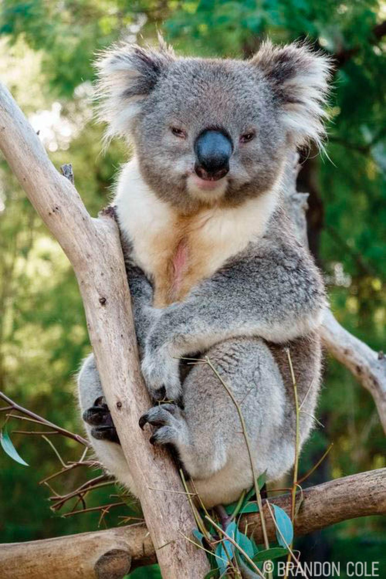 Koala Melbourne Australia