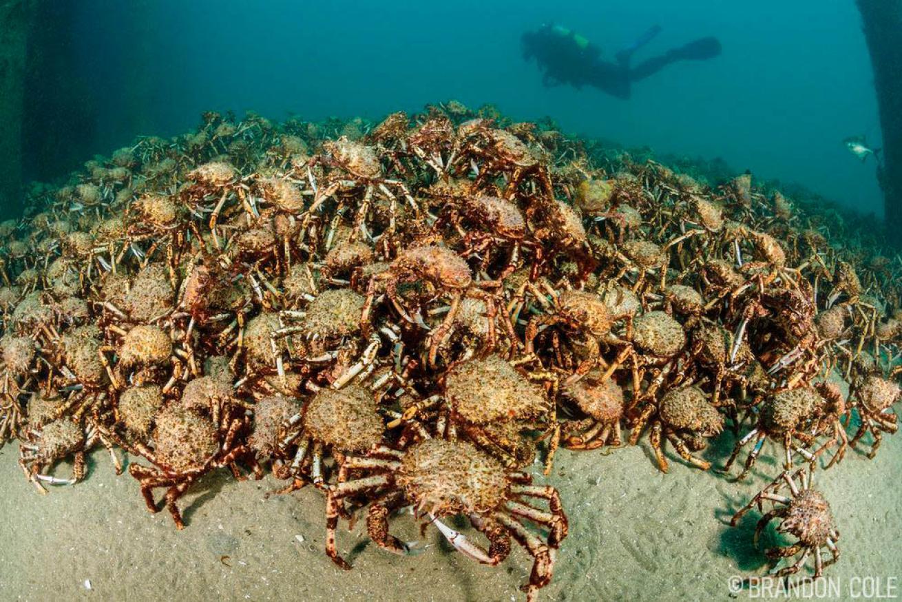 Spider Crab Migration Australia