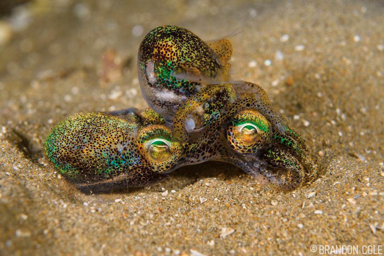 Southern Bobtail Squid Australia 