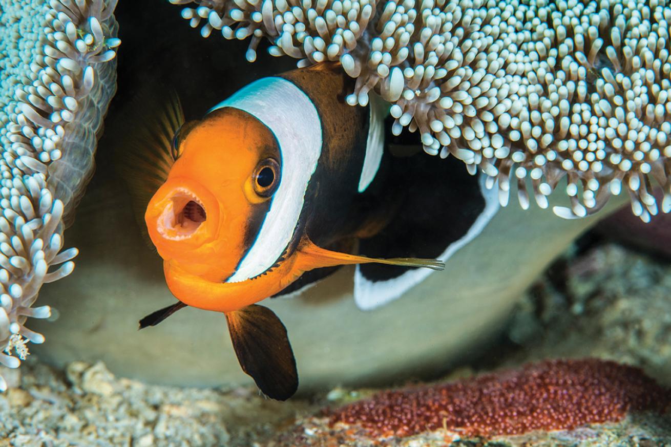 Clownfish barking protect eggs