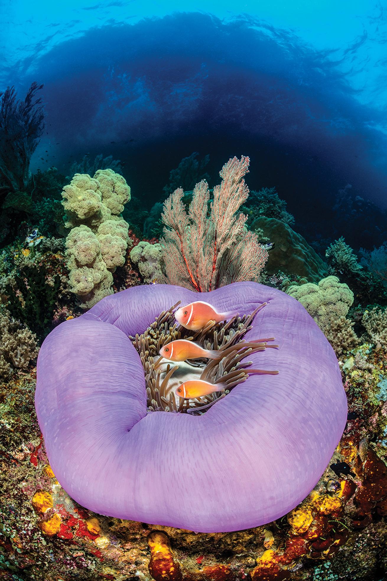 Wideangle clownfish purple anenome