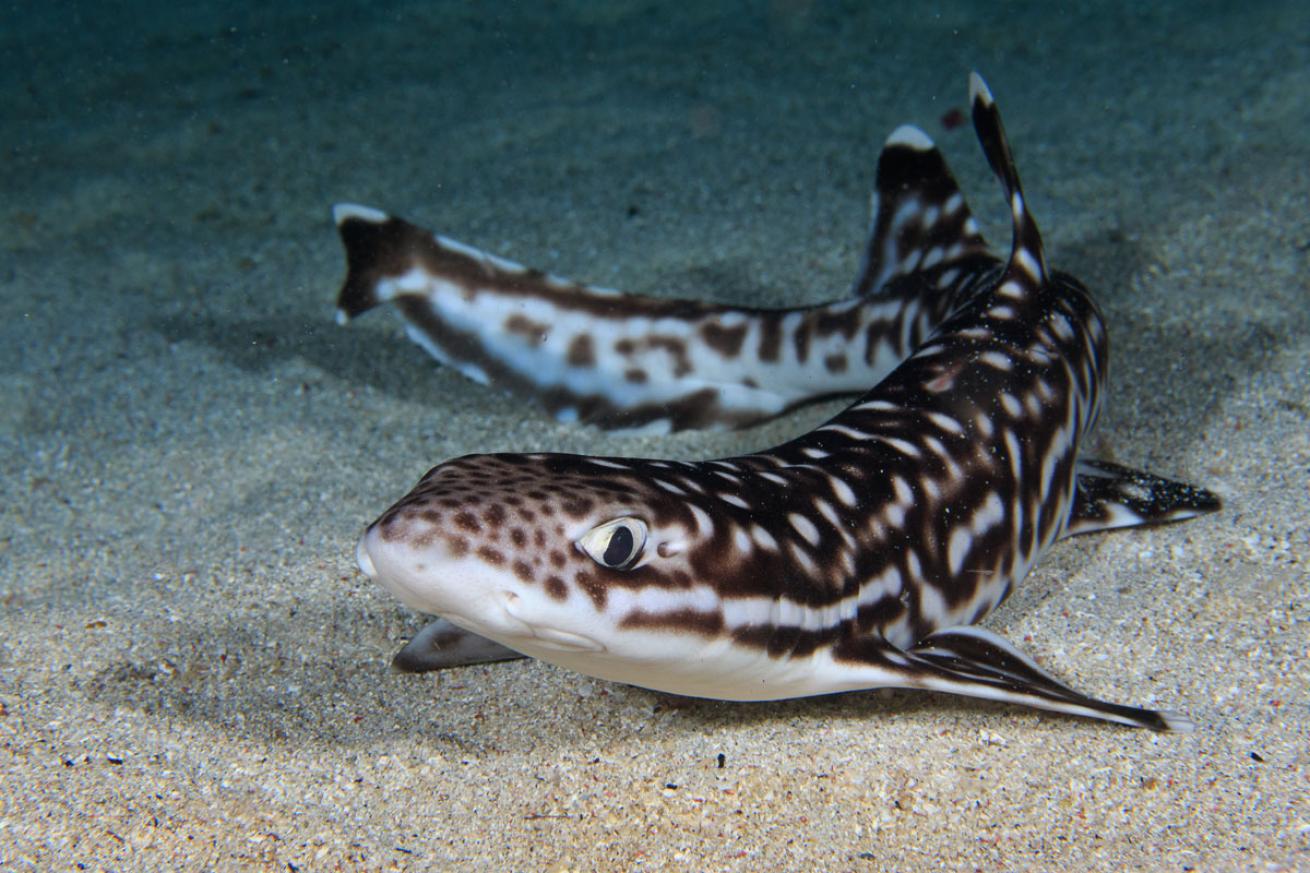 Catshark in Bali, Indonesia