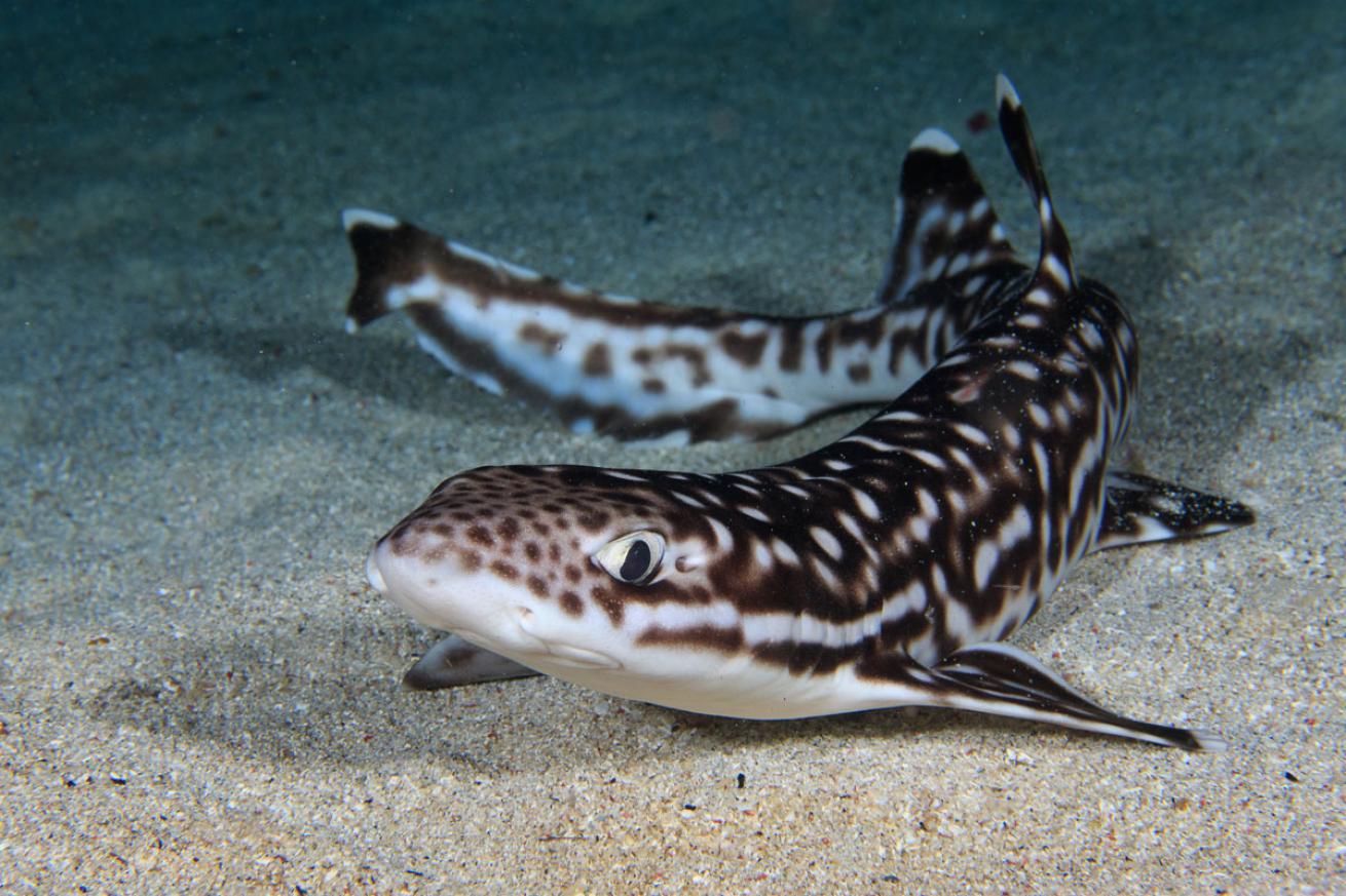 Catshark in Bali, Indonesia 