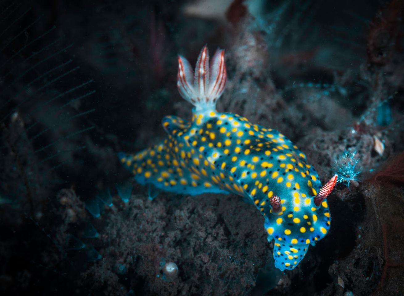 Nudibranch in Bali, Indonesia 