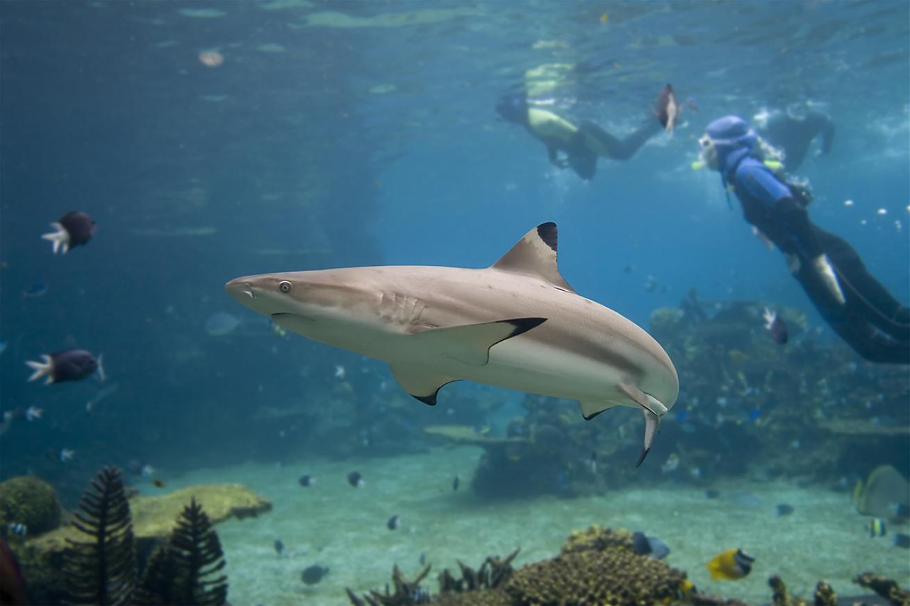 blacktip reef shark with skin divers