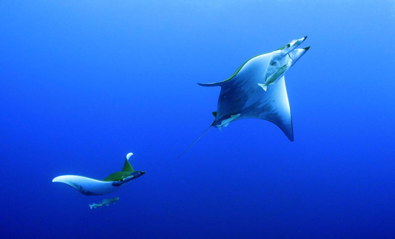 Mobula Rays in Azores 