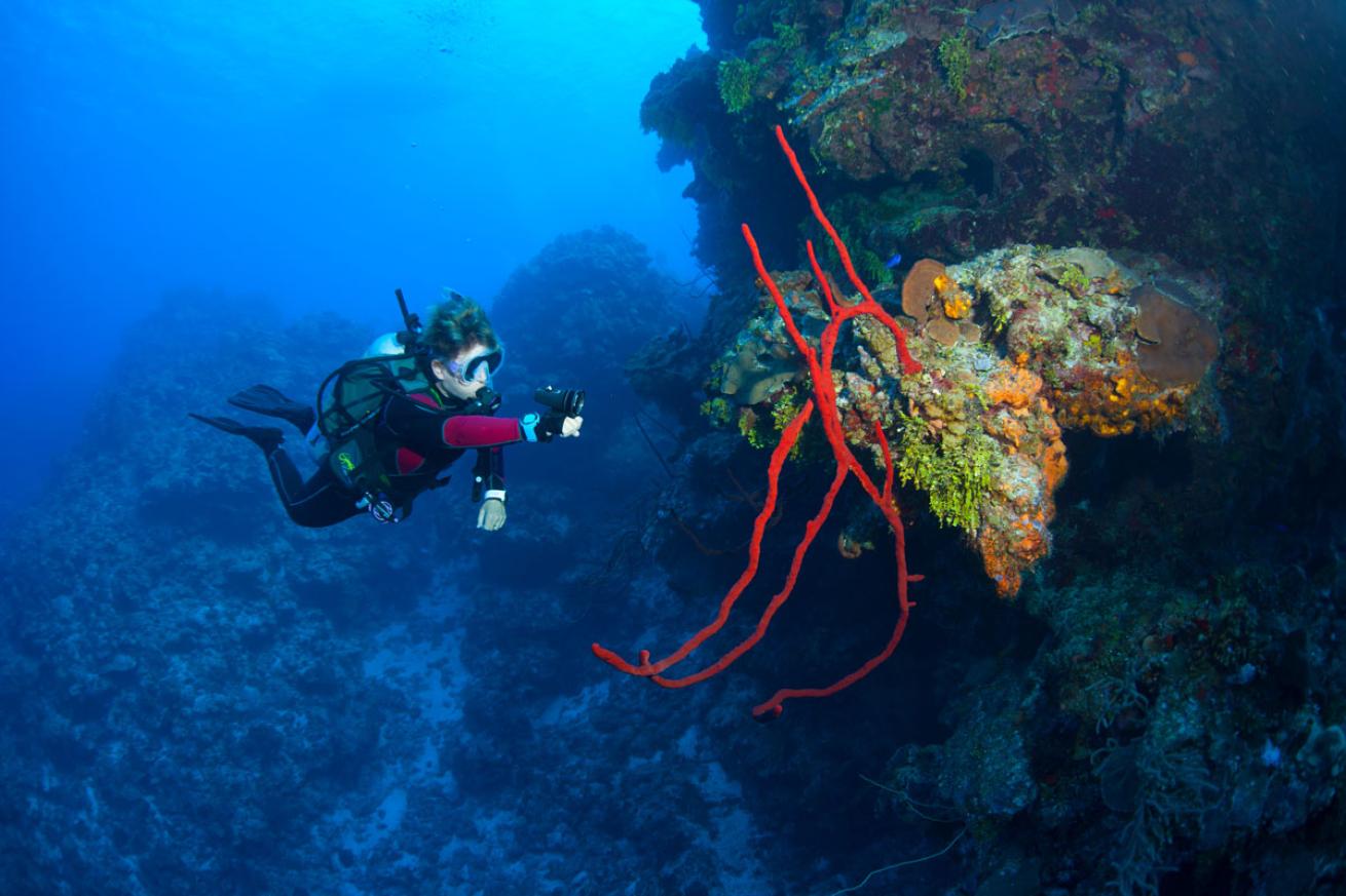 Diver Inspects Wall in Grand Cayman