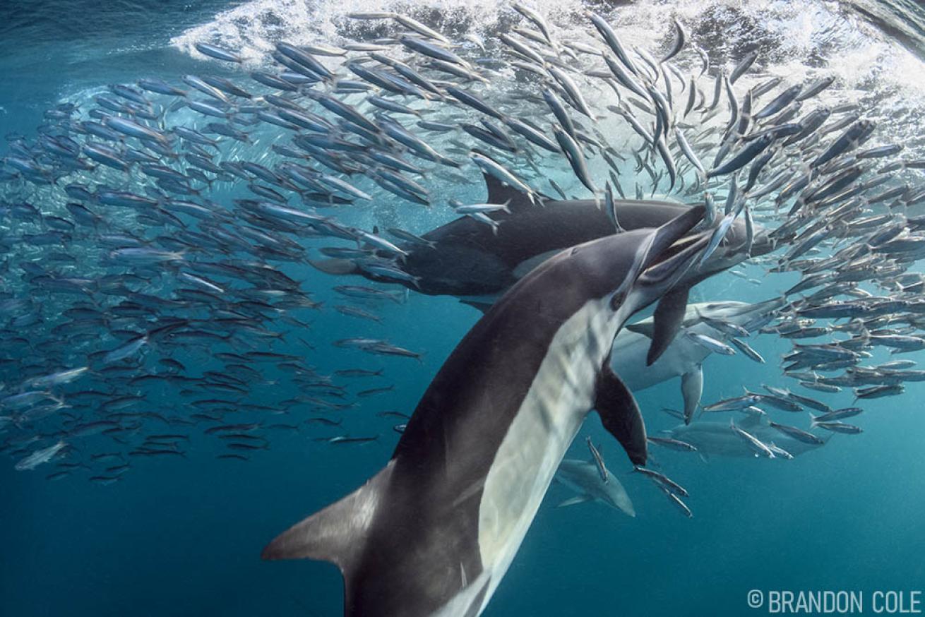 Sardine Run South Africa Common Dolphins