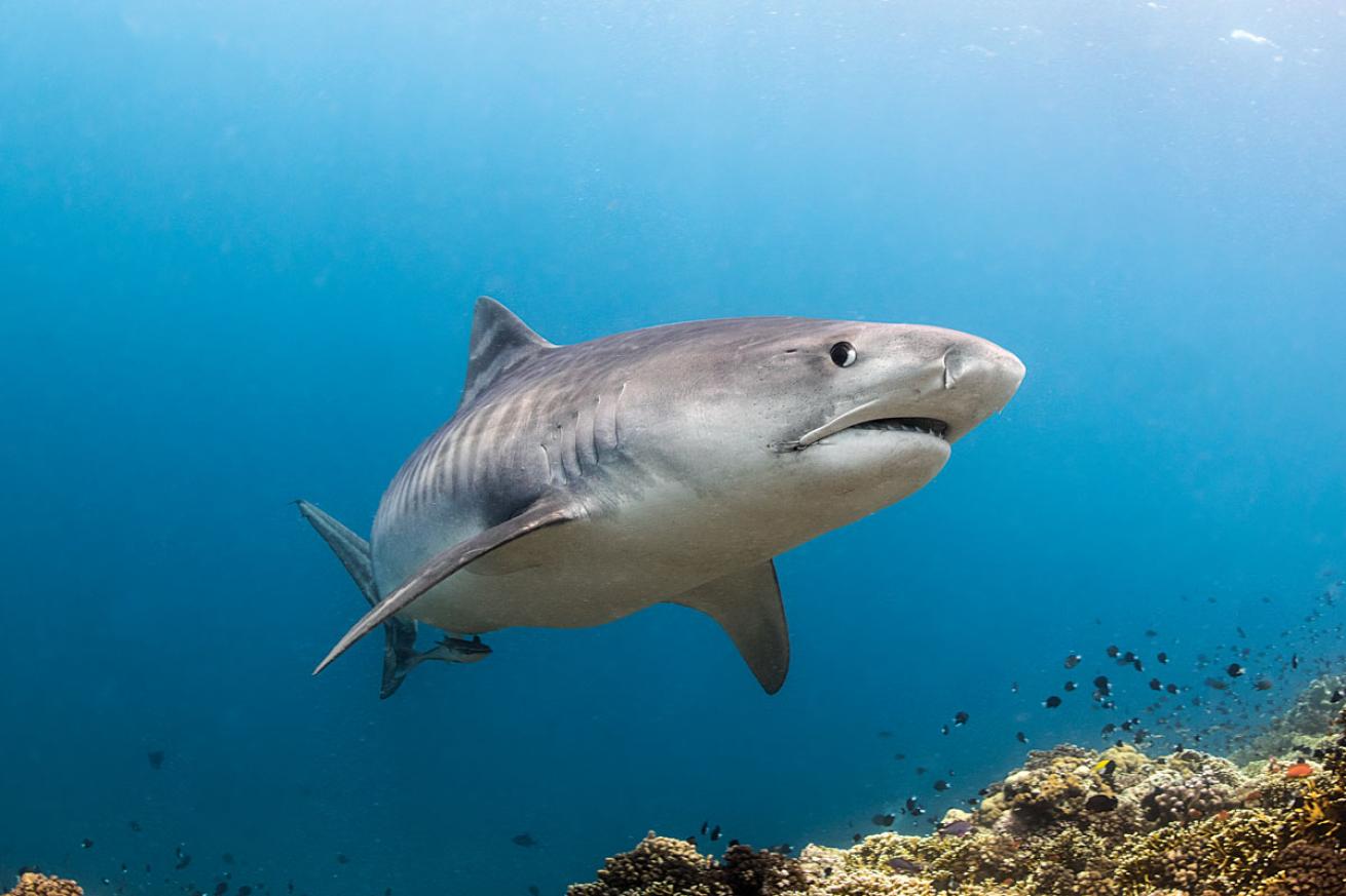 Tiger Shark at Beqa Lagoon Fiji