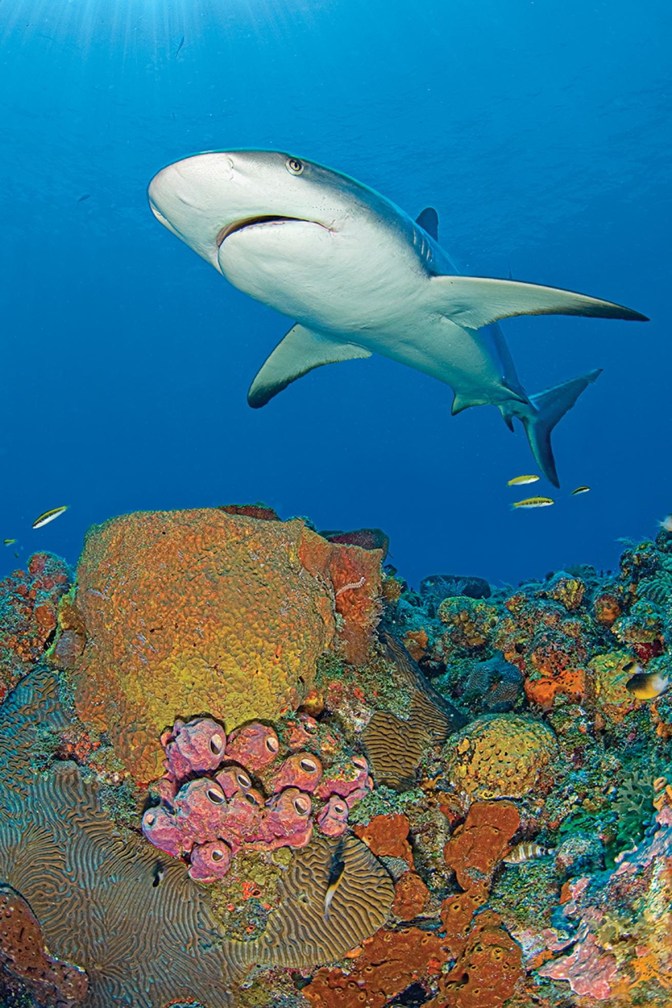 Shark swims over coral during a baited dive