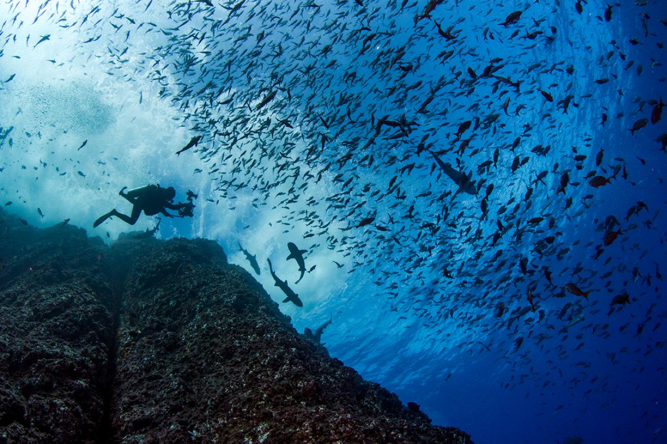 Diver photographs sharks and fish