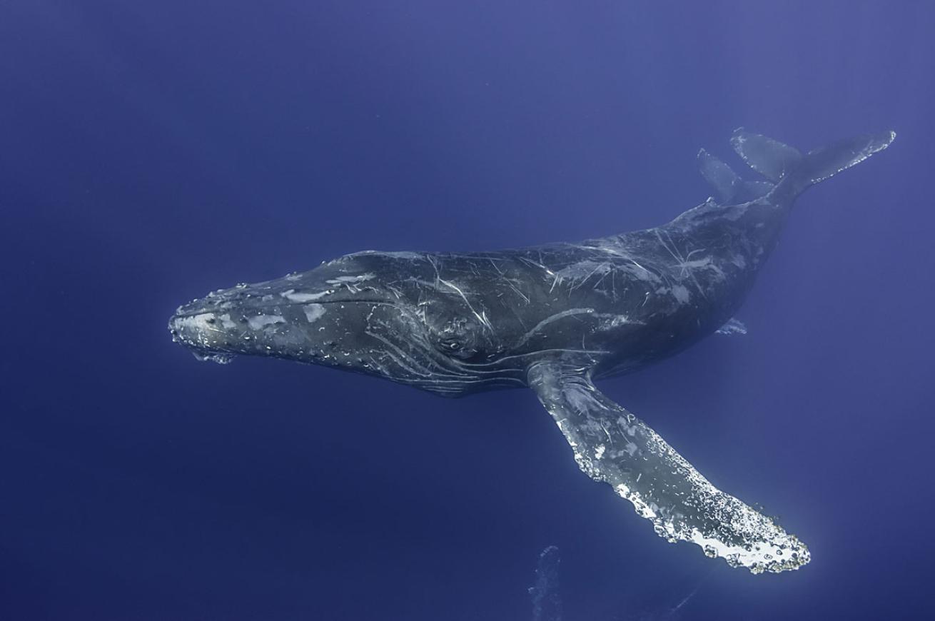 Humpback Whale Baja Mexico