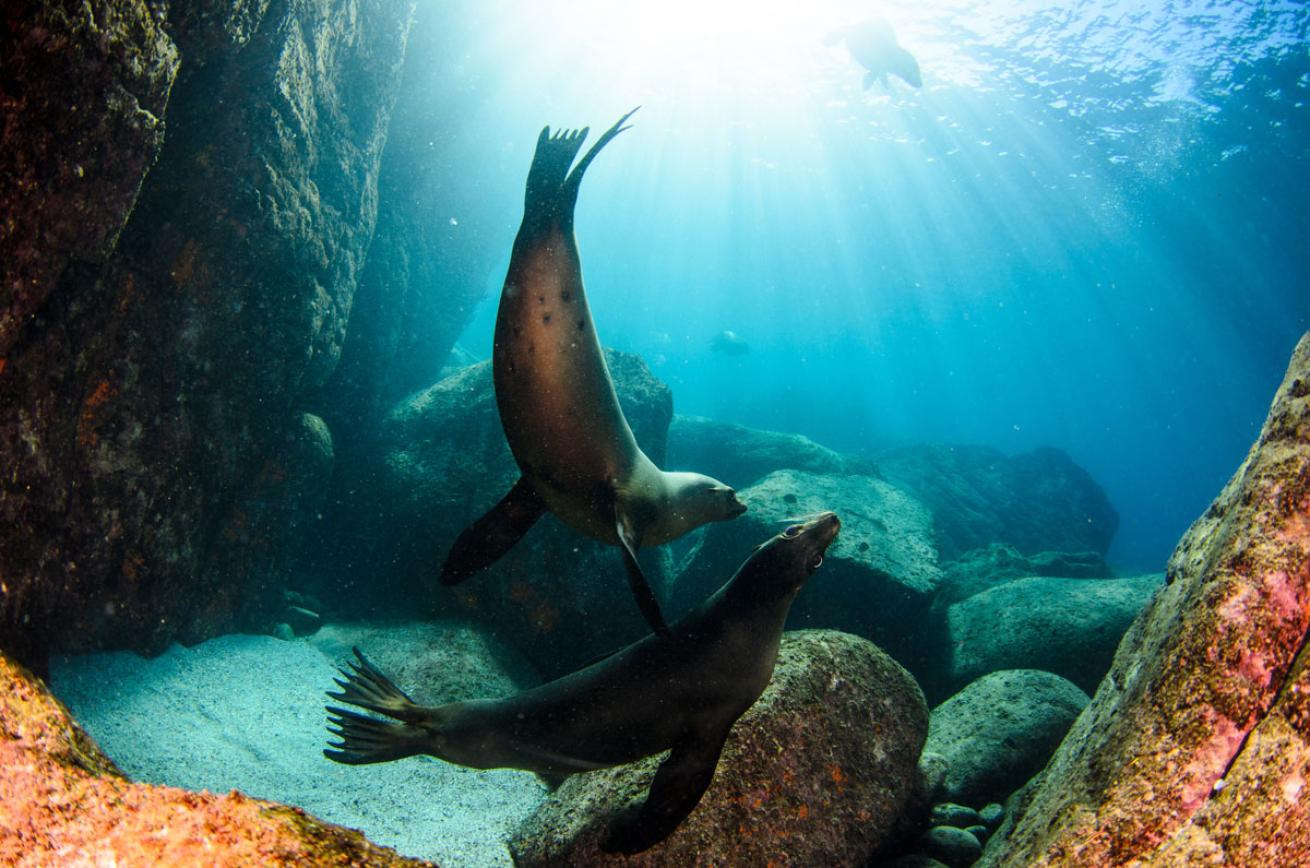 Sea Lions