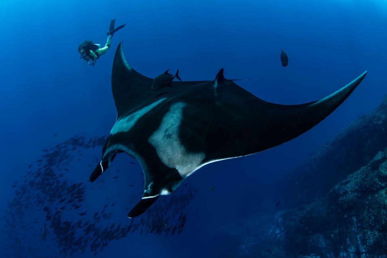 Manta Ray in Socorro Islands