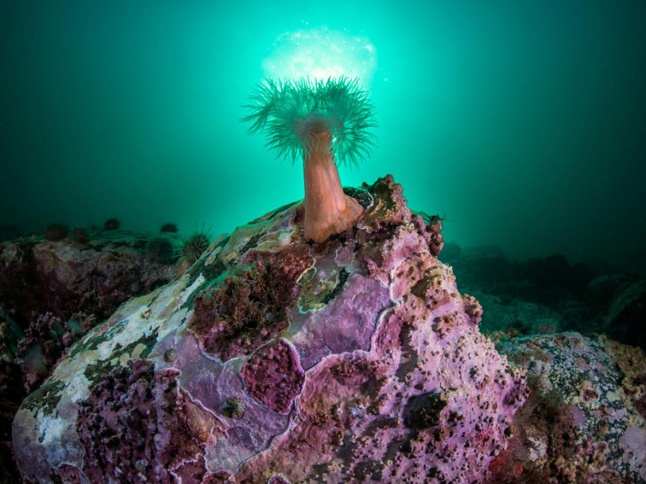 Canada Arctic Underwater