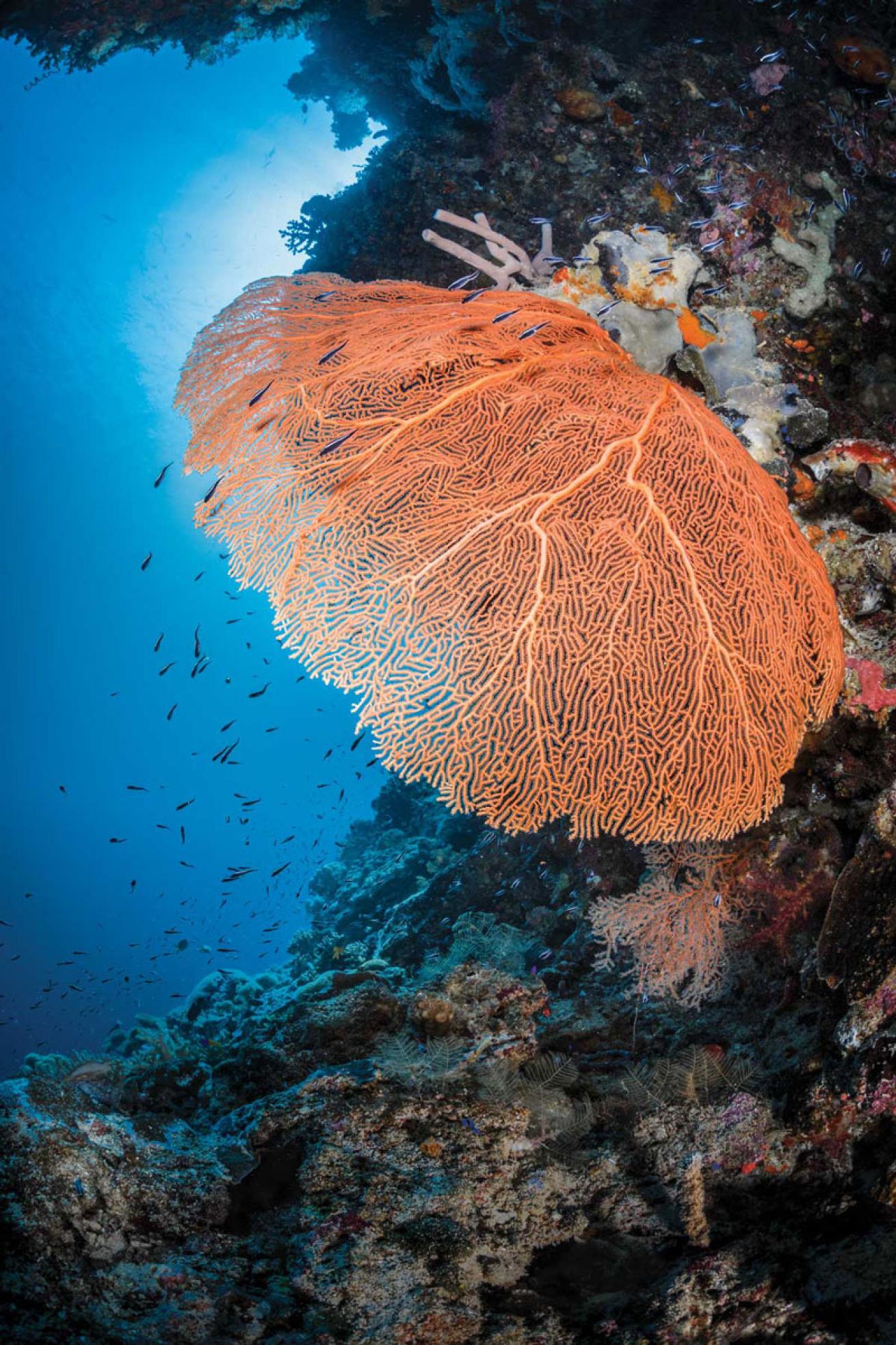 Sea Fan in Wakatobi