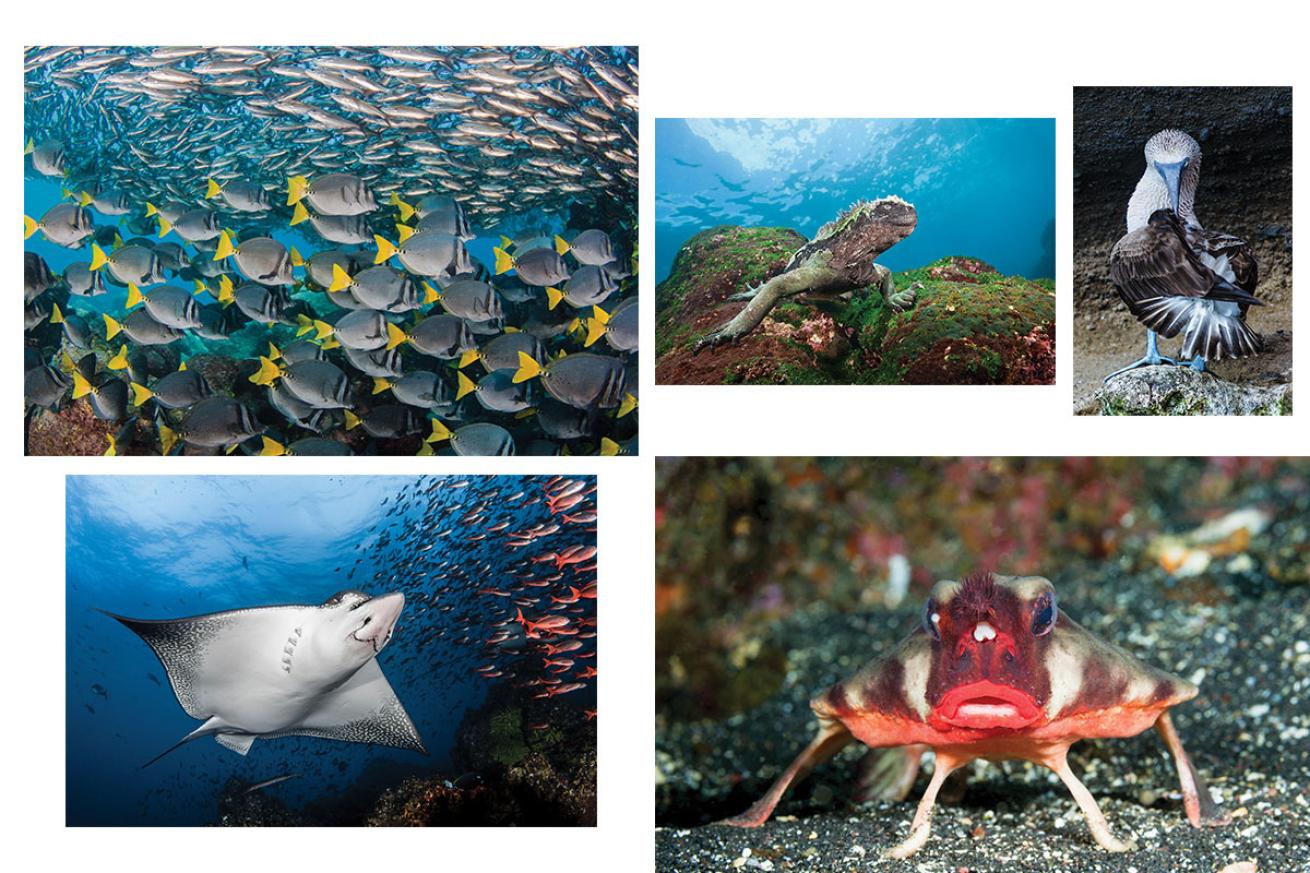 Underwater Animals of Galapagos Islands 