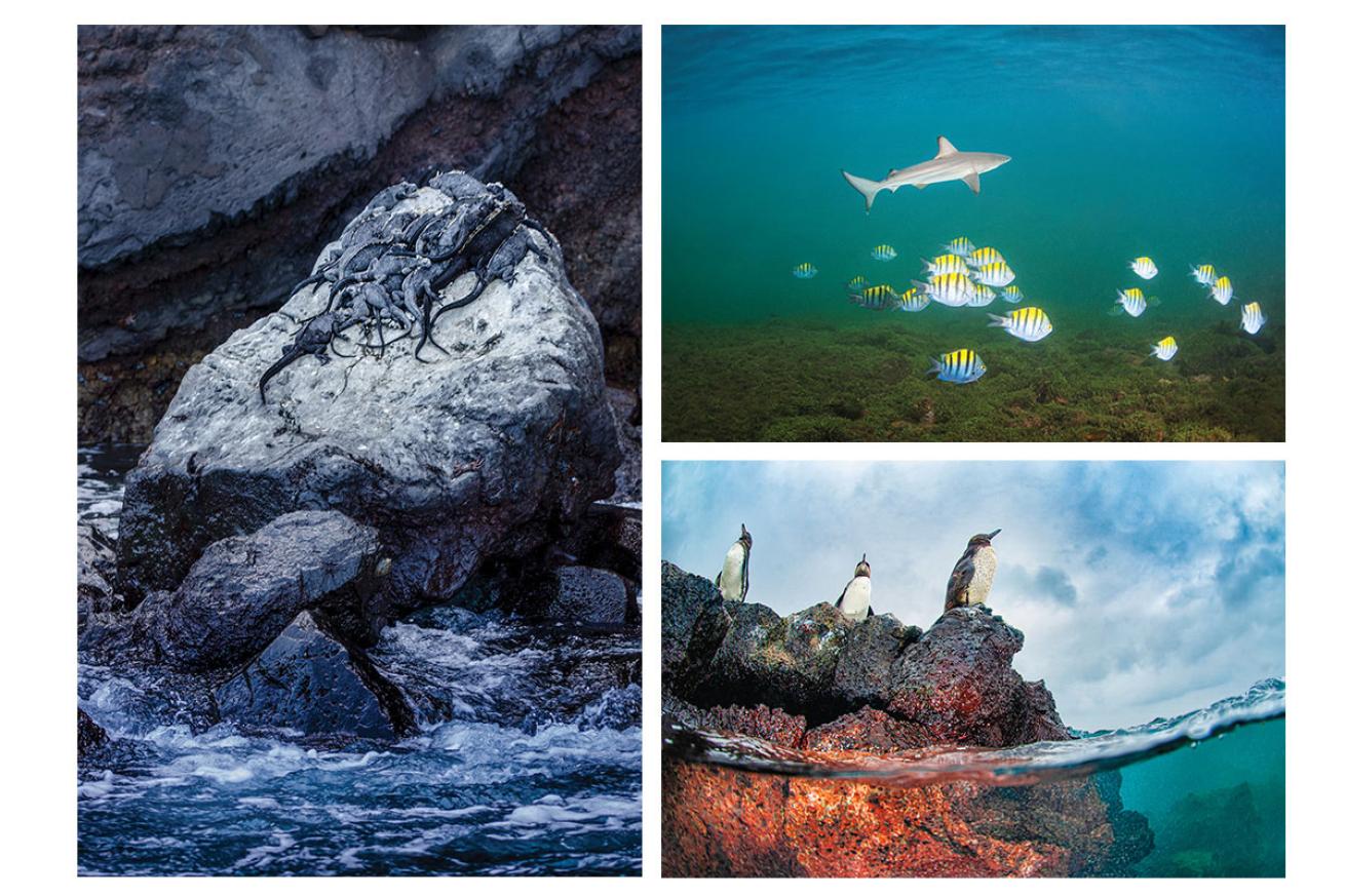 Animals of Galapagos
