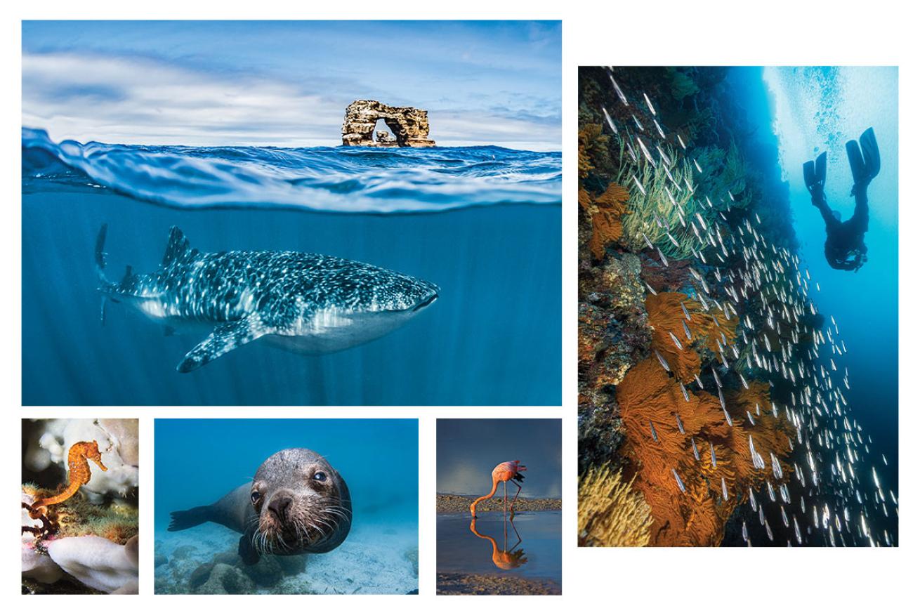 Whale Sharks and Undersea Critters in Galapagos