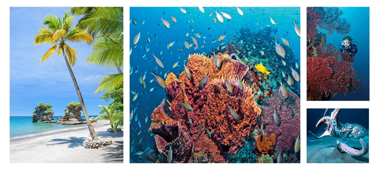 Collage of diving Anse Chastanet, St. Lucia