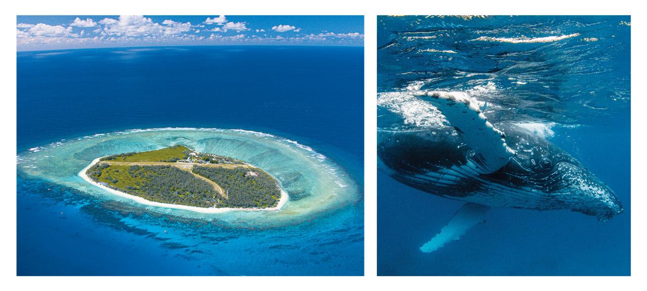 Underwater and aerial shots of Lady Elliot Island Eco Resort