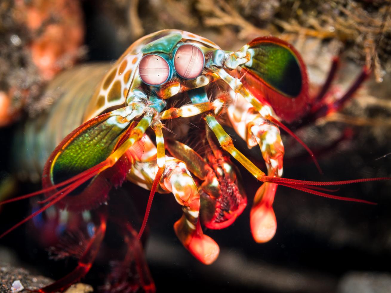Macro Peacock Mantis Shrimp
