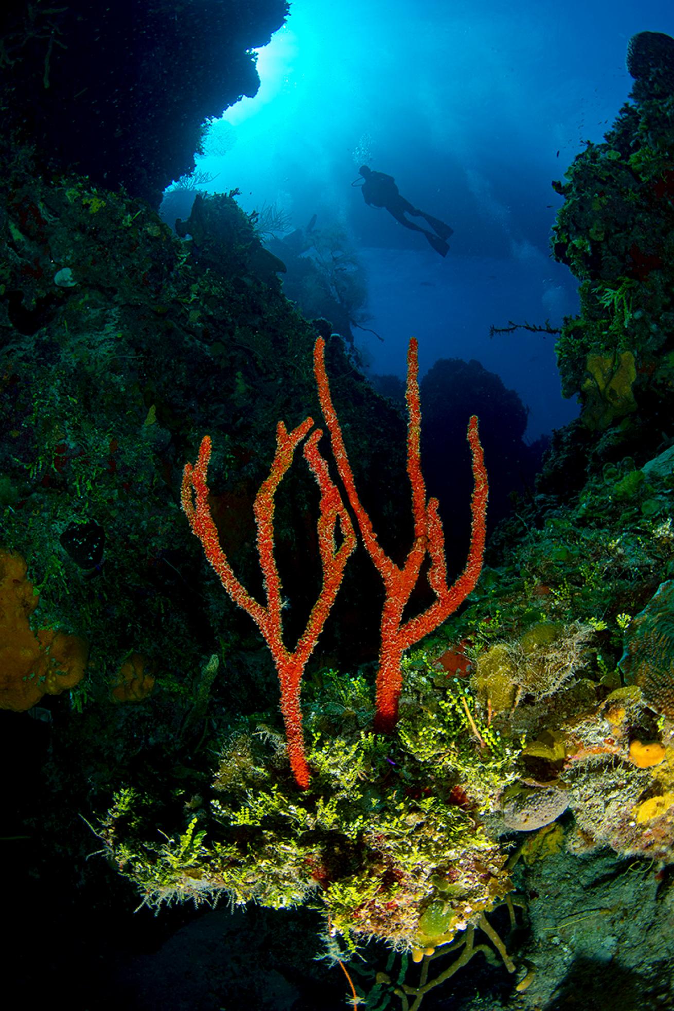 Diver swims over a red sponge on Dog Rocks in the Exumas