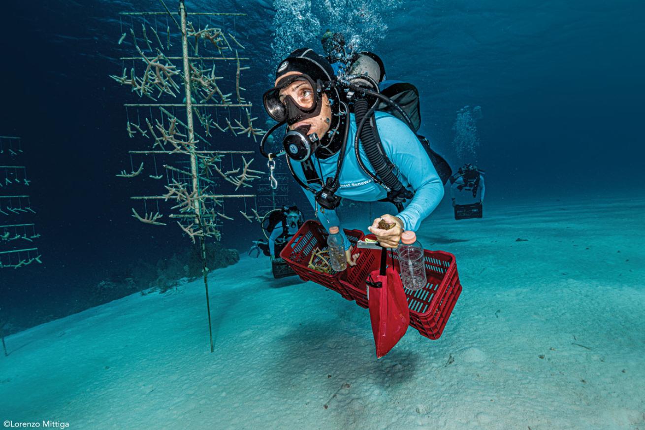 Bonaire Coral Restoration