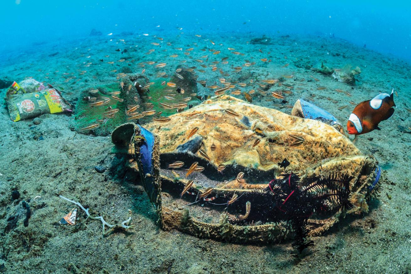 Fish inspect pollution on ocean floor