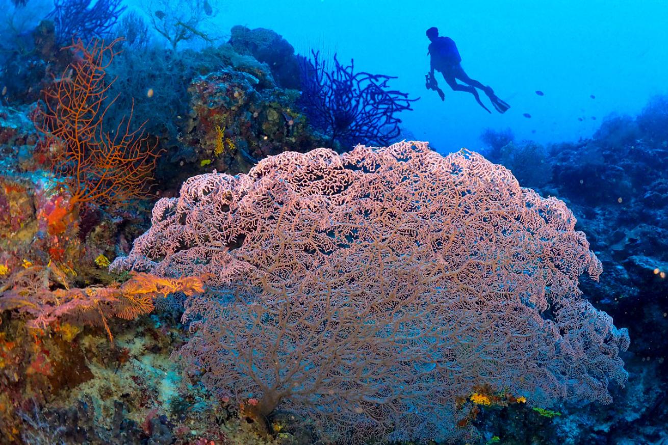 Scuba Diver Solomon Islands 