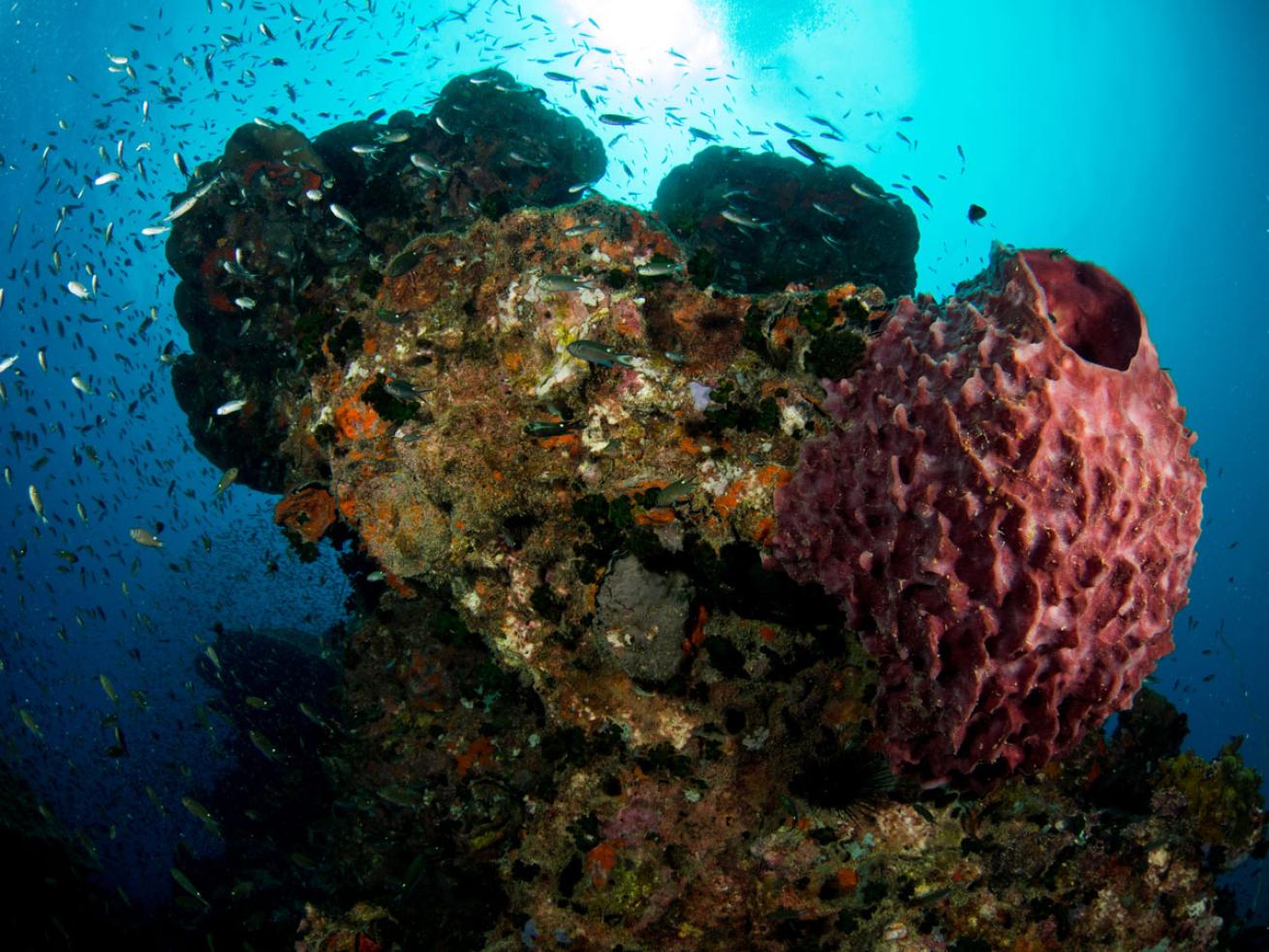 Koh Tao Coral Reef