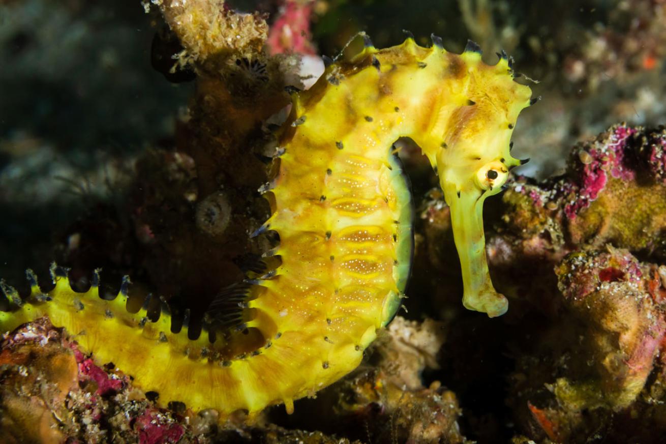 Thorny Yellow Seahorse in Thailand 
