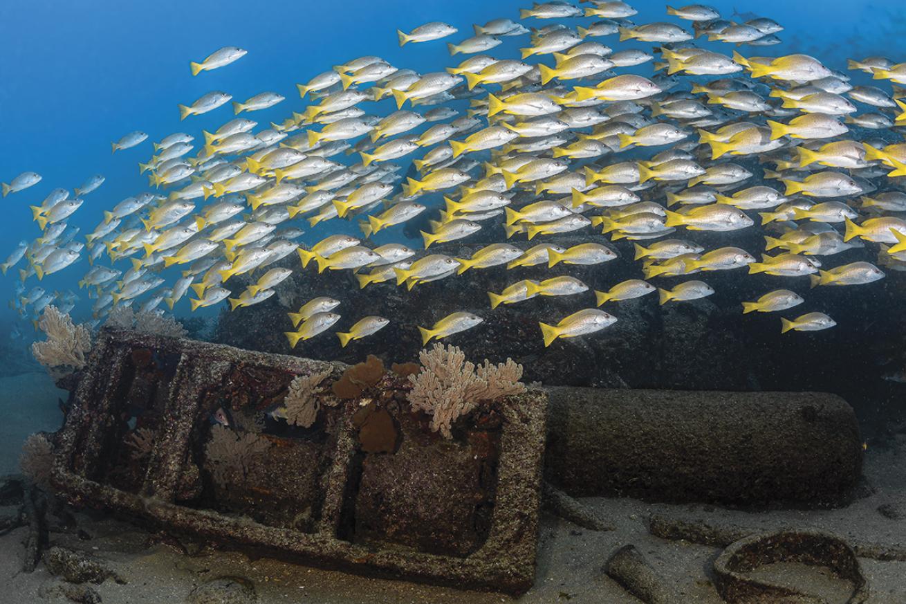 School of fish