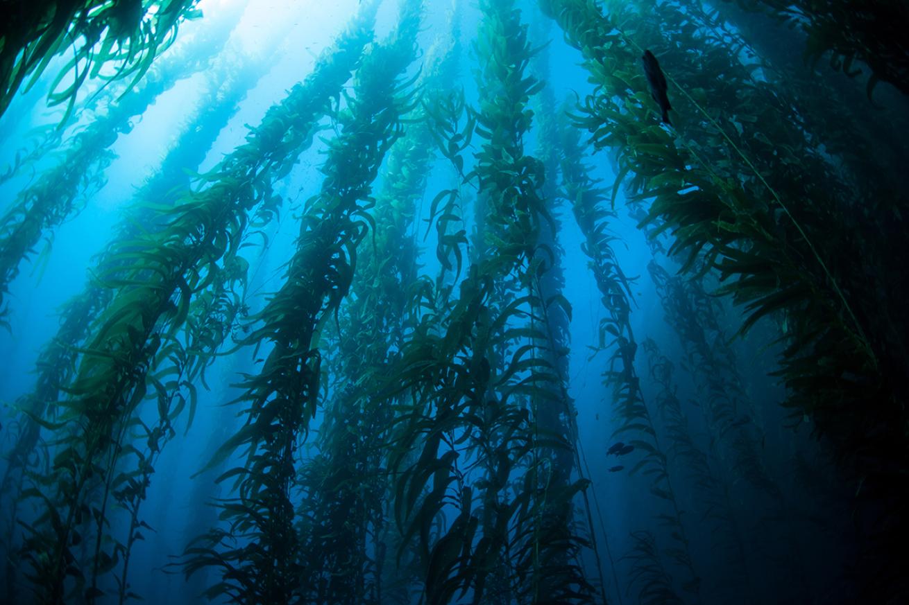 Kelp in the water near California's Channel Islands